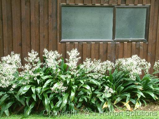 Rengarenga lilies plus wall 